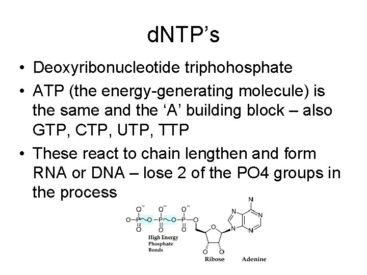 d. NTP’s • Deoxyribonucleotide triphohosphate • ATP (the energy-generating molecule) is the same and