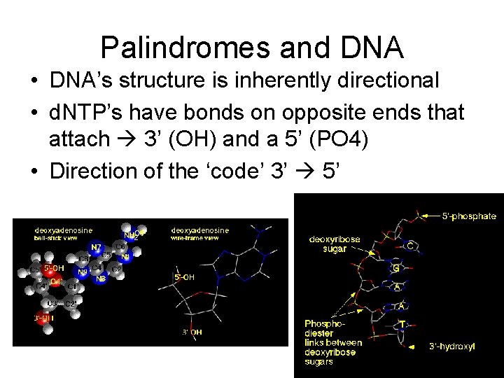 Palindromes and DNA • DNA’s structure is inherently directional • d. NTP’s have bonds