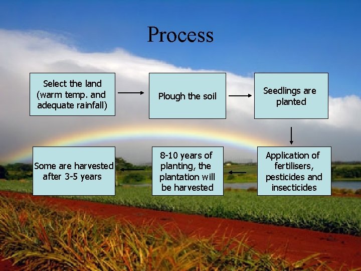 Process Select the land (warm temp. and adequate rainfall) Plough the soil Seedlings are