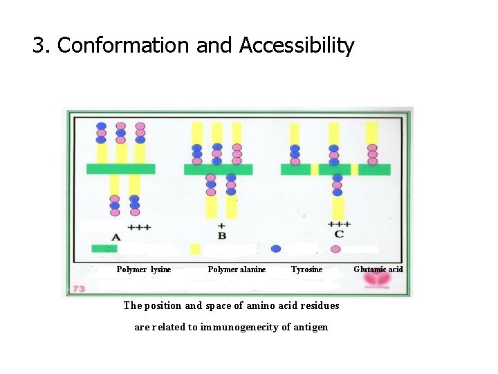 3. Conformation and Accessibility Polymer lysine Polymer alanine Tyrosine The position and space of