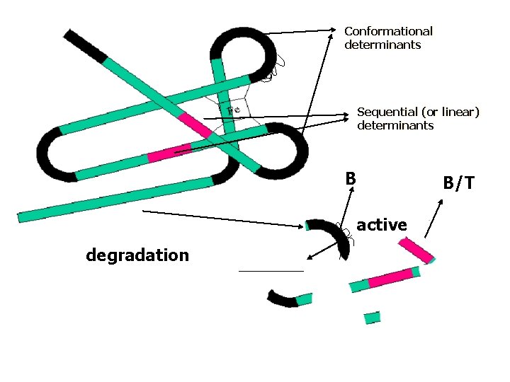 Conformational determinants Sequential (or linear) determinants B active degradation B/T 