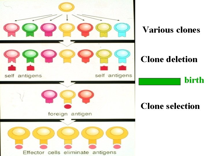 Various clones Clone deletion birth Clone selection 