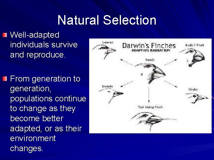 Natural Selection Well-adapted individuals survive and reproduce. From generation to generation, populations continue to