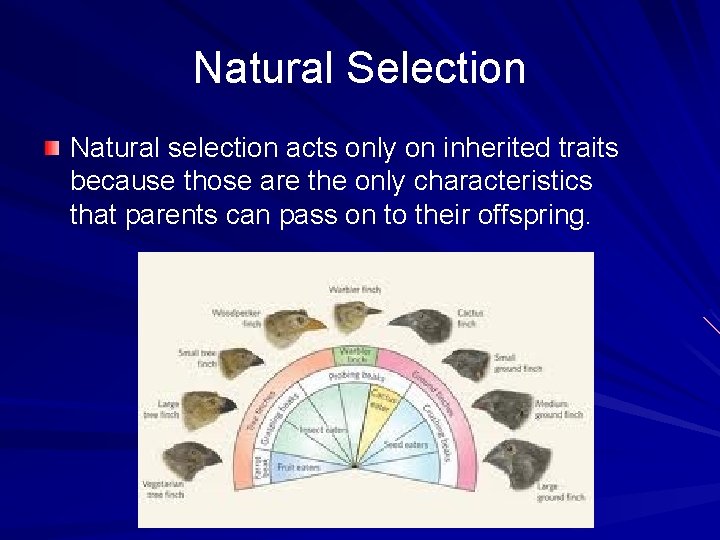 Natural Selection Natural selection acts only on inherited traits because those are the only