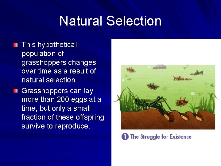 Natural Selection This hypothetical population of grasshoppers changes over time as a result of