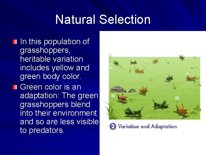 Natural Selection In this population of grasshoppers, heritable variation includes yellow and green body