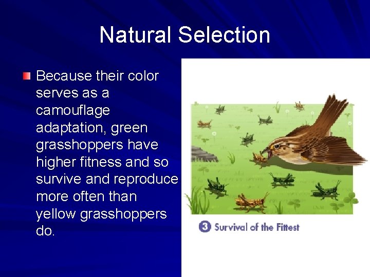 Natural Selection Because their color serves as a camouflage adaptation, green grasshoppers have higher