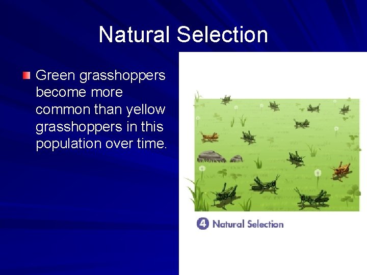 Natural Selection Green grasshoppers become more common than yellow grasshoppers in this population over