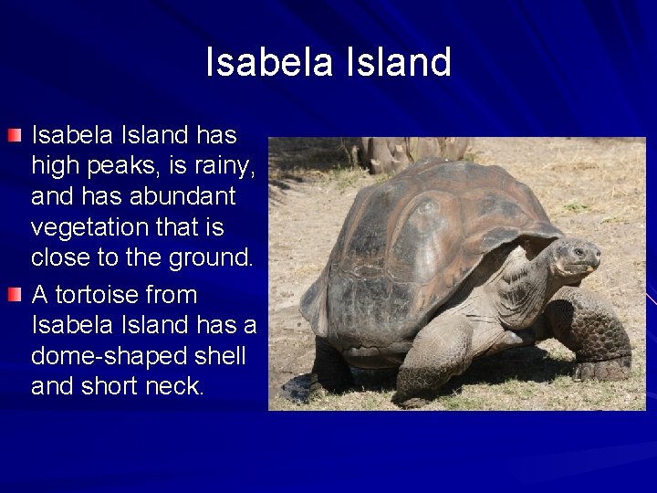 Isabela Island has high peaks, is rainy, and has abundant vegetation that is close