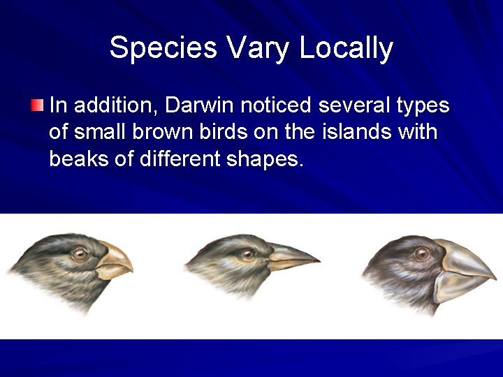Species Vary Locally In addition, Darwin noticed several types of small brown birds on