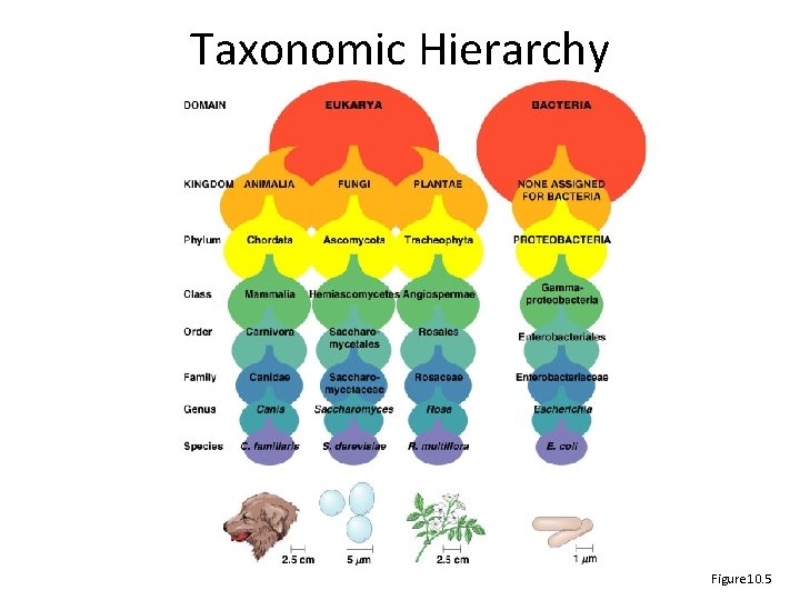 Taxonomic Hierarchy Figure 10. 5 Taxonomic Hierarchy Figure 10. 5