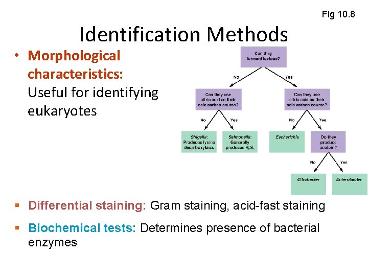Fig 10. 8 Identification Methods • Morphological characteristics: Useful for identifying eukaryotes § Differential Fig 10. 8 Identification Methods • Morphological characteristics: Useful for identifying eukaryotes § Differential