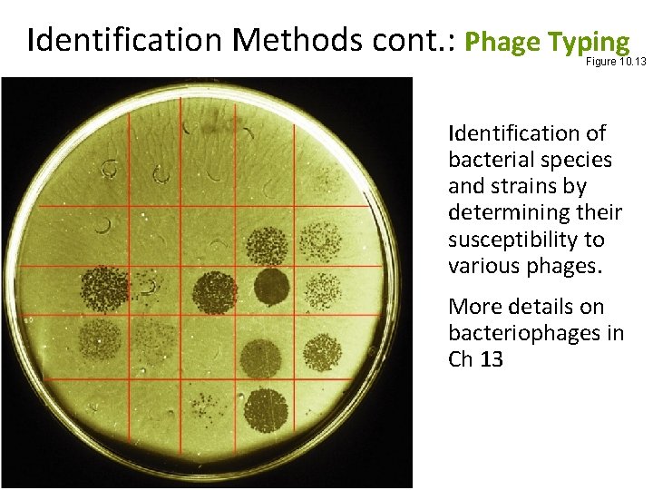 Identification Methods cont. : Phage Typing Figure 10. 13 Identification of bacterial species and Identification Methods cont. : Phage Typing Figure 10. 13 Identification of bacterial species and