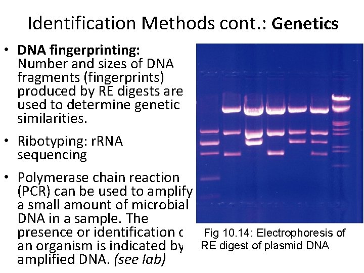 Identification Methods cont. : Genetics • DNA fingerprinting: Number and sizes of DNA fragments Identification Methods cont. : Genetics • DNA fingerprinting: Number and sizes of DNA fragments
