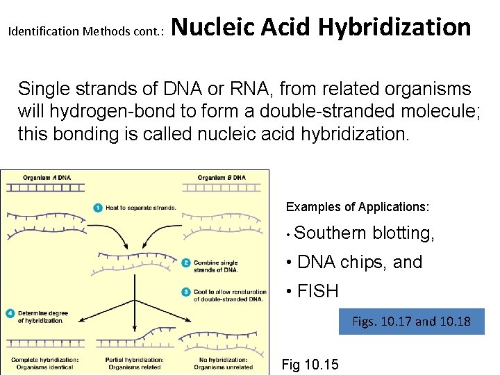 Identification Methods cont. : Nucleic Acid Hybridization Single strands of DNA or RNA, from Identification Methods cont. : Nucleic Acid Hybridization Single strands of DNA or RNA, from