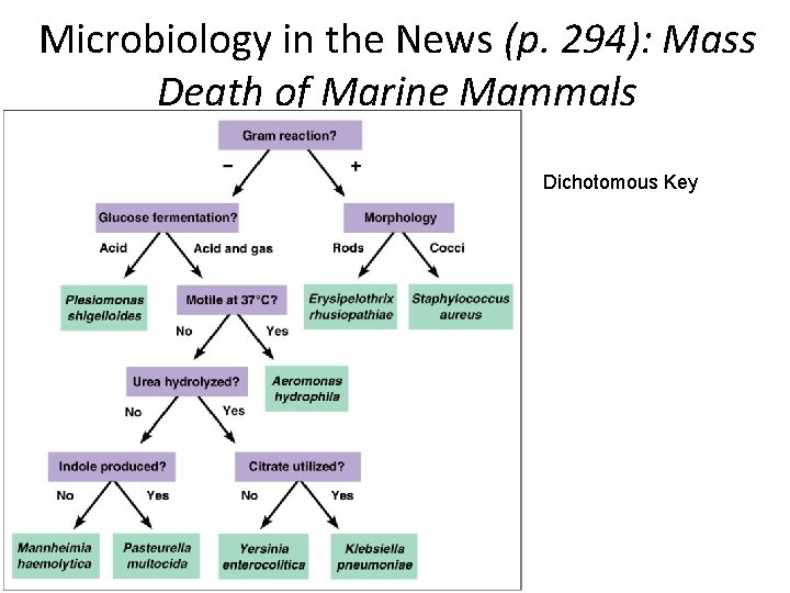 Microbiology in the News (p. 294): Mass Death of Marine Mammals Dichotomous Key Microbiology in the News (p. 294): Mass Death of Marine Mammals Dichotomous Key
