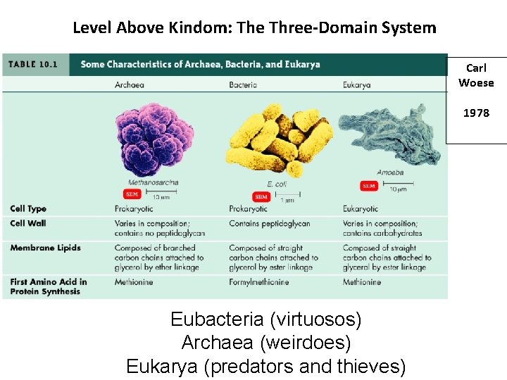 Level Above Kindom: The Three-Domain System Carl Woese 1978 Eubacteria (virtuosos) Archaea (weirdoes) Eukarya Level Above Kindom: The Three-Domain System Carl Woese 1978 Eubacteria (virtuosos) Archaea (weirdoes) Eukarya