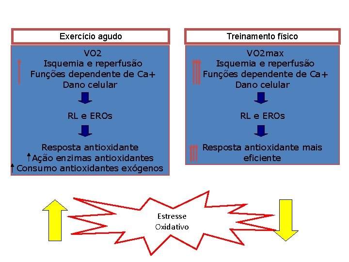 Exercício agudo Treinamento físico VO 2 Isquemia e reperfusão Funções dependente de Ca+ Dano