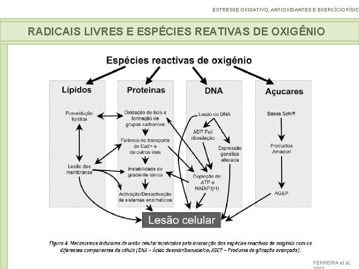 ESTRESSE OXIDATIVO, ANTIOXIDANTES E EXERCÍCIO FÍSICO RADICAIS LIVRES E ESPÉCIES REATIVAS DE OXIGÊNIO FERREIRA