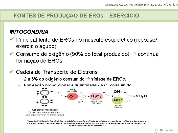 ESTRESSE OXIDATIVO, ANTIOXIDANTES E EXERCÍCIO FÍSICO FONTES DE PRODUÇÃO DE EROs – EXERCÍCIO MITOCÔNDRIA