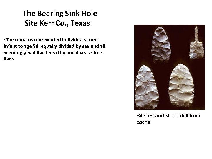 The Bearing Sink Hole Site Kerr Co. , Texas • The remains represented individuals