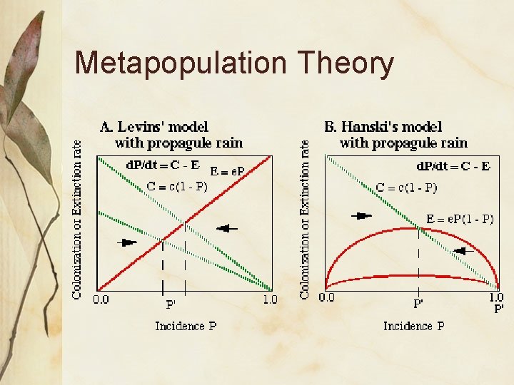 Metapopulation Theory 