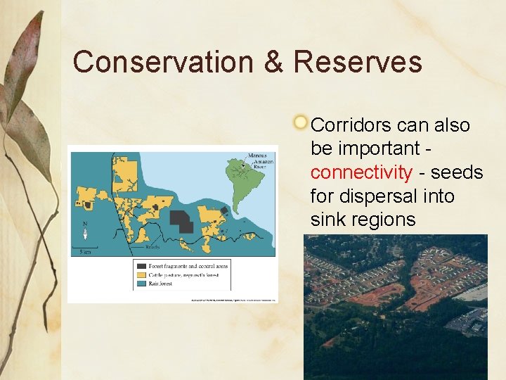 Conservation & Reserves Corridors can also be important connectivity - seeds for dispersal into