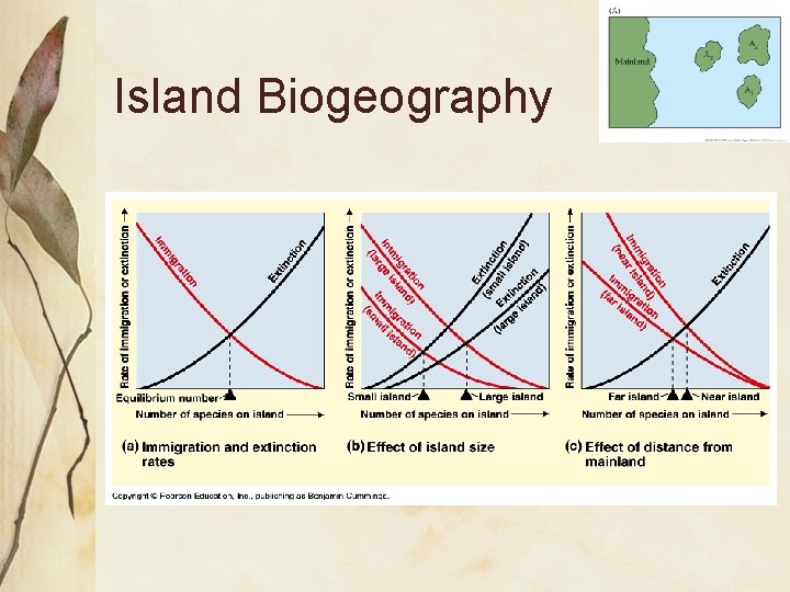 Island Biogeography 