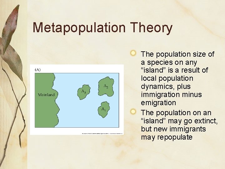 Metapopulation Theory The population size of a species on any “island” is a result