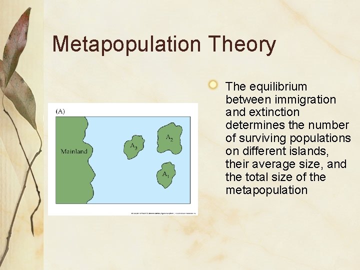 Metapopulation Theory The equilibrium between immigration and extinction determines the number of surviving populations