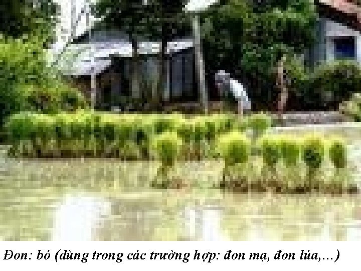 Đon: bó (dùng trong các trường hợp: đon mạ, đon lúa, …) 