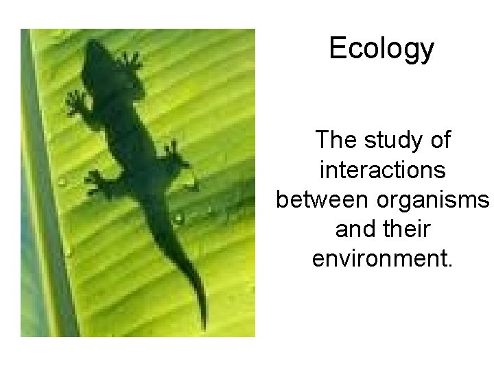 Ecology The study of interactions between organisms and their environment. 