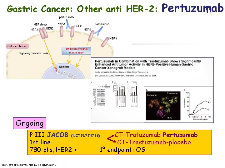 Gastric Cancer: Other anti HER-2: Pertuzumab Ongoing P III JACOB (NCT 01774786) CT-Tratuzumab-Pertuzumab 1 Gastric Cancer: Other anti HER-2: Pertuzumab Ongoing P III JACOB (NCT 01774786) CT-Tratuzumab-Pertuzumab 1