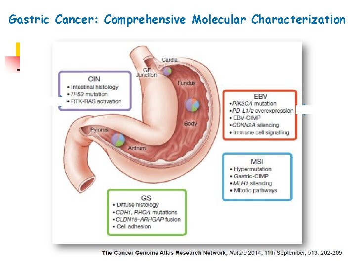 Gastric Cancer: Comprehensive Molecular Characterization Gastric Cancer: Comprehensive Molecular Characterization