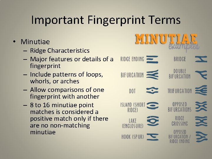 Important Fingerprint Terms • Minutiae – Ridge Characteristics – Major features or details of Important Fingerprint Terms • Minutiae – Ridge Characteristics – Major features or details of