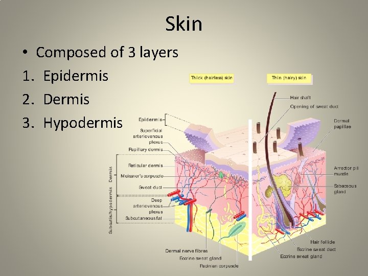 Skin • Composed of 3 layers 1. Epidermis 2. Dermis 3. Hypodermis Skin • Composed of 3 layers 1. Epidermis 2. Dermis 3. Hypodermis