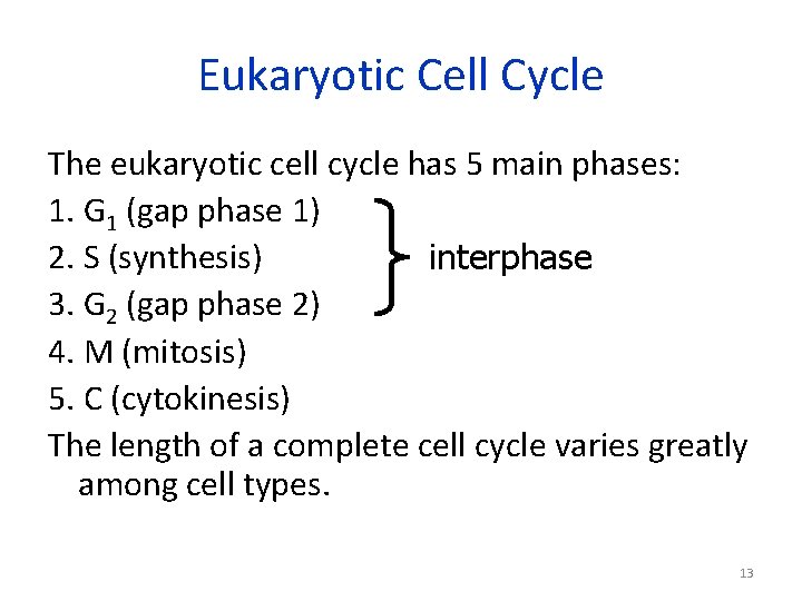 Eukaryotic Cell Cycle The eukaryotic cell cycle has 5 main phases: 1. G 1