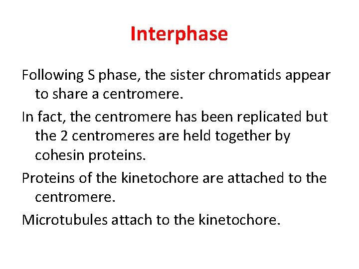 Interphase Following S phase, the sister chromatids appear to share a centromere. In fact,