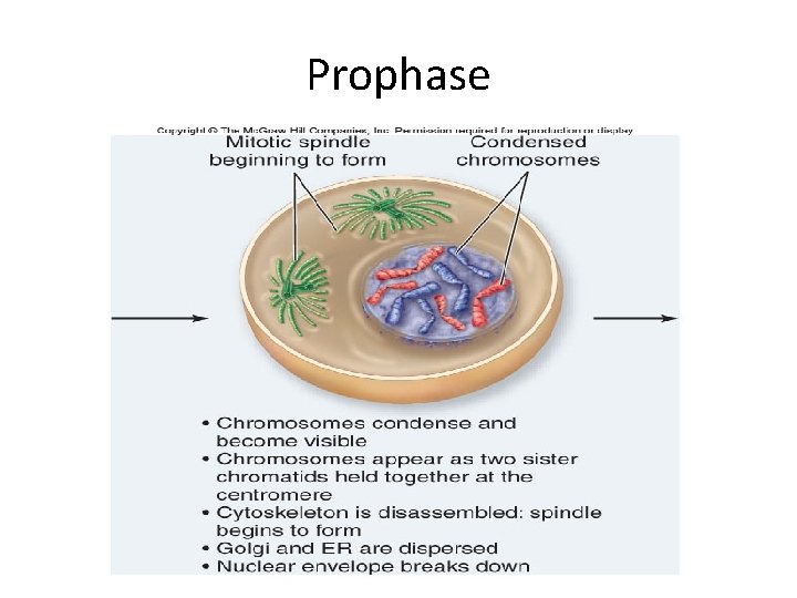 Prophase 