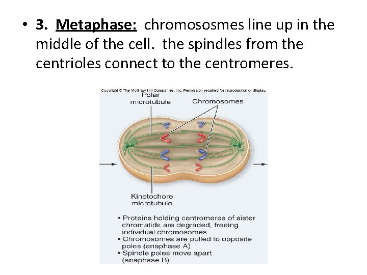  • 3. Metaphase: chromososmes line up in the middle of the cell. the