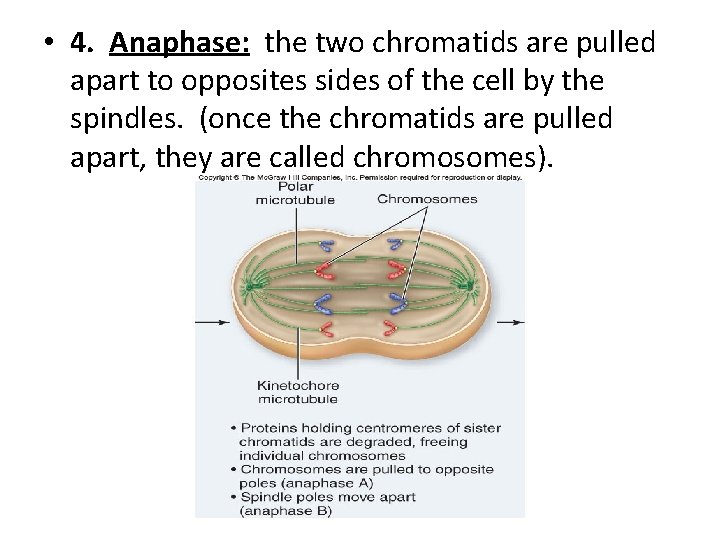  • 4. Anaphase: the two chromatids are pulled apart to opposites sides of