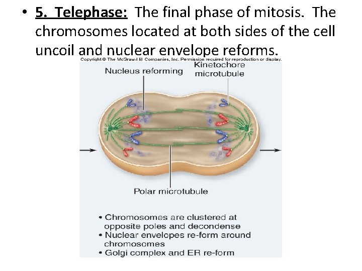  • 5. Telephase: The final phase of mitosis. The chromosomes located at both