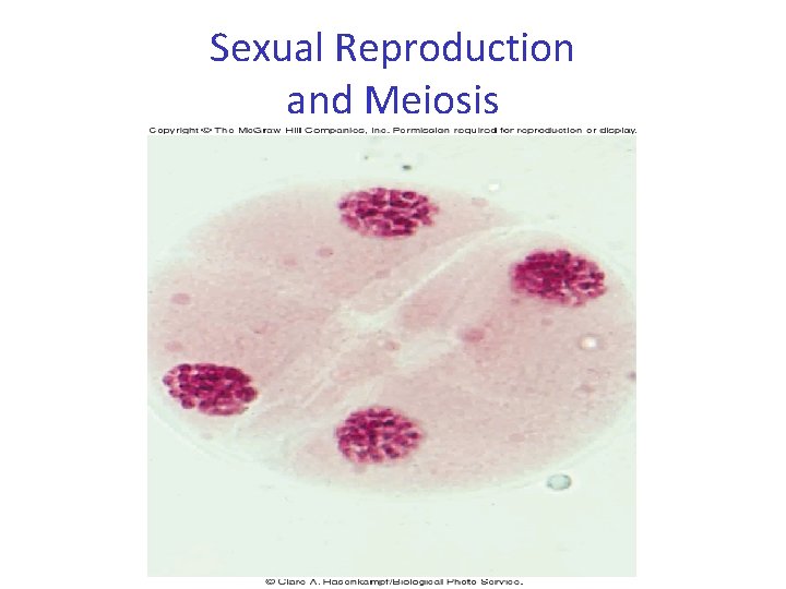 Sexual Reproduction and Meiosis 