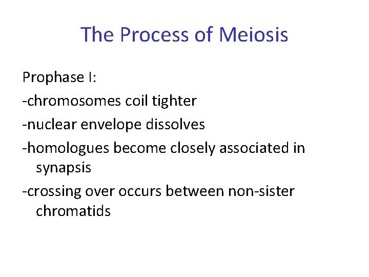 The Process of Meiosis Prophase I: -chromosomes coil tighter -nuclear envelope dissolves -homologues become