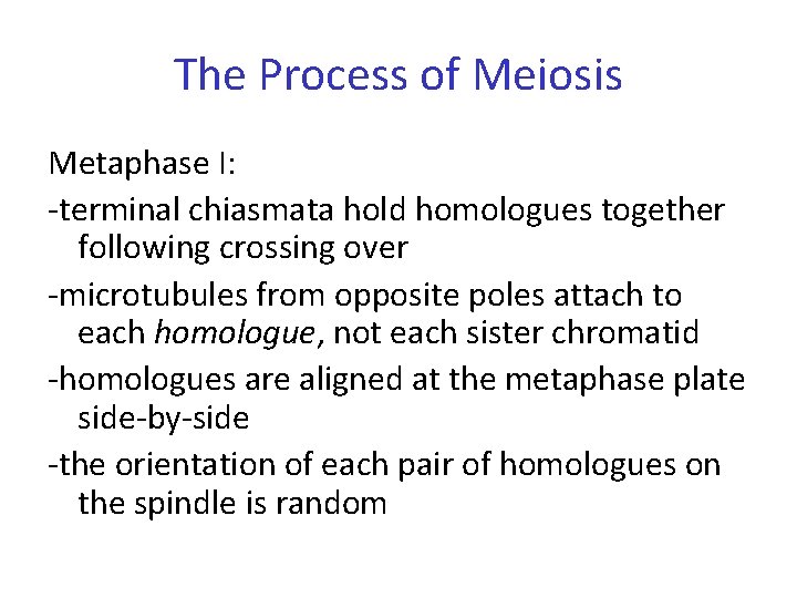 The Process of Meiosis Metaphase I: -terminal chiasmata hold homologues together following crossing over