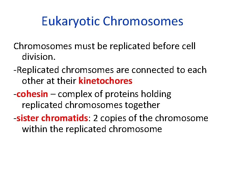 Eukaryotic Chromosomes must be replicated before cell division. -Replicated chromsomes are connected to each