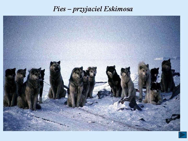 Pies – przyjaciel Eskimosa 