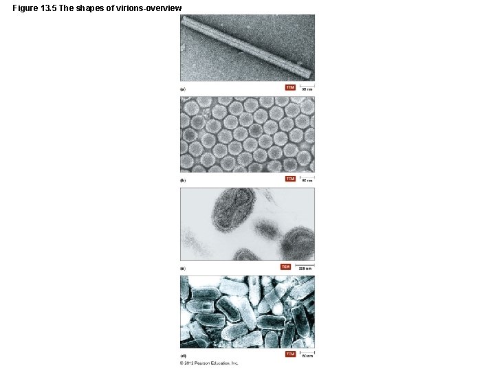 Figure 13. 5 The shapes of virions-overview 