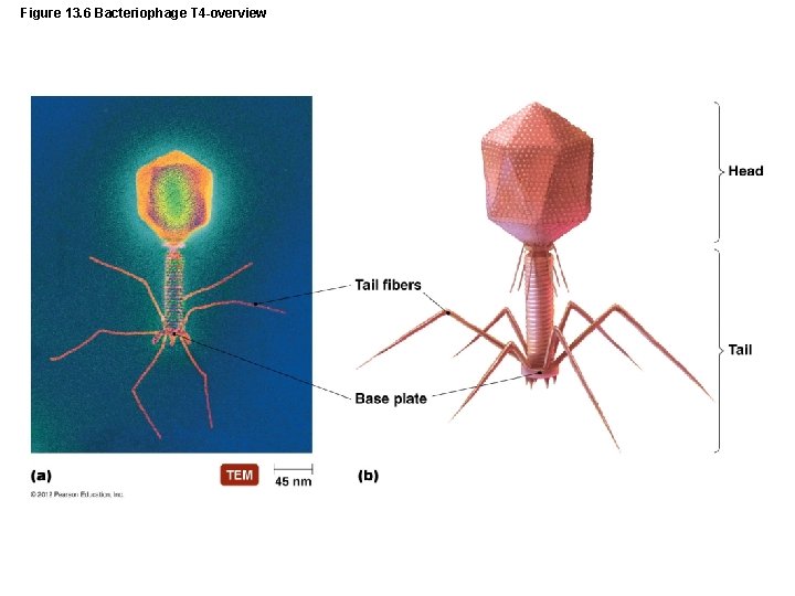 Figure 13. 6 Bacteriophage T 4 -overview 