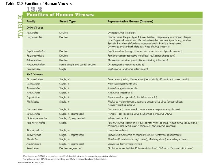 Table 13. 2 Families of Human Viruses 